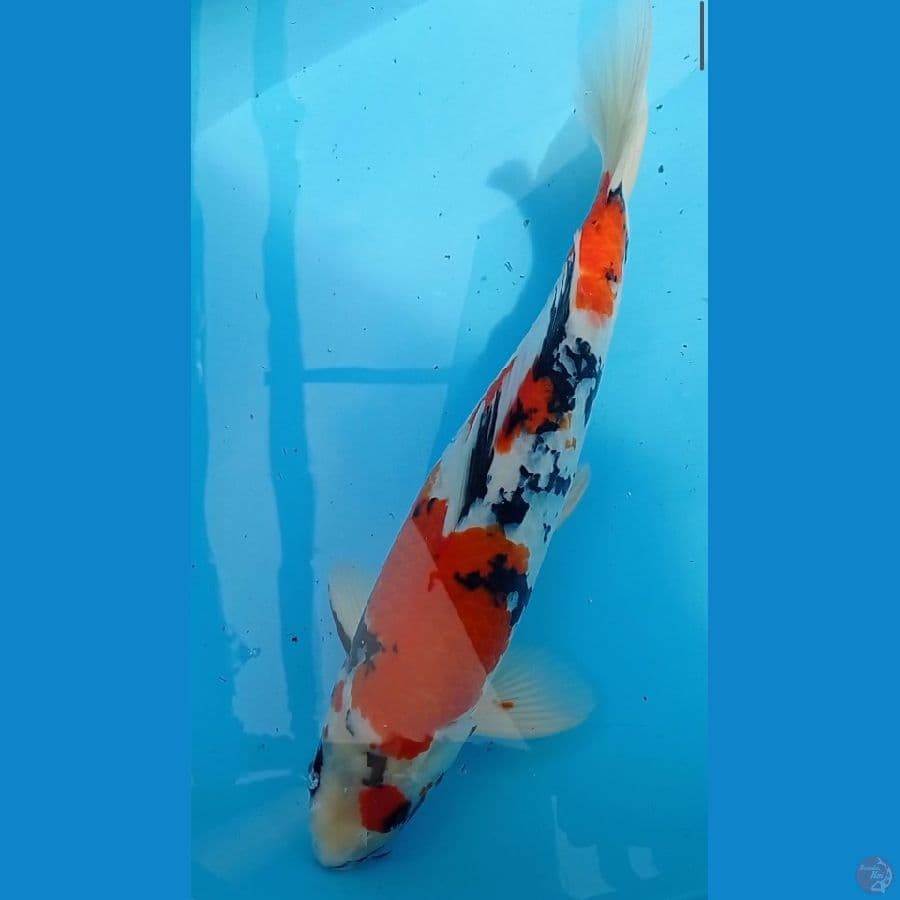 43 showa male