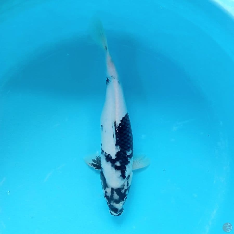 SHIRO SALJU 36CM/F