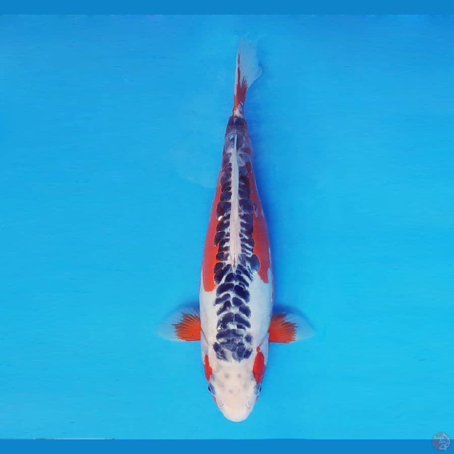 GOVINDA 4 (36 Cm/fm) ~ Shusui™,-
