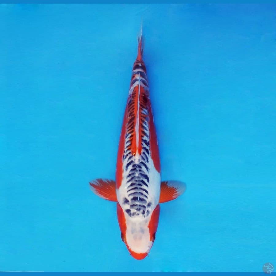 GOVINDA 6 ~ Shusui 36 Cm/male™,-