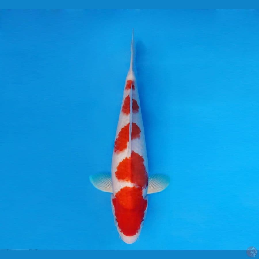 GOVINDA 12 ~ Kohaku 35 Cm/male™,-