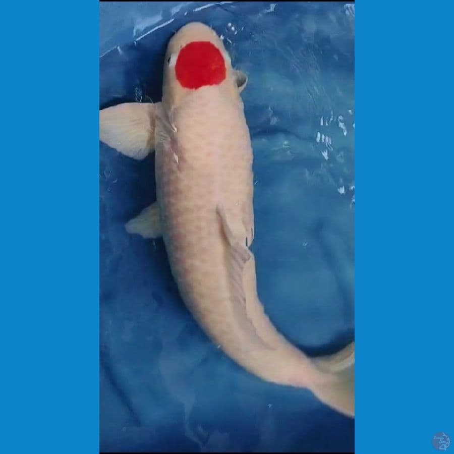 SHOW- TANCHO 65CM MALE