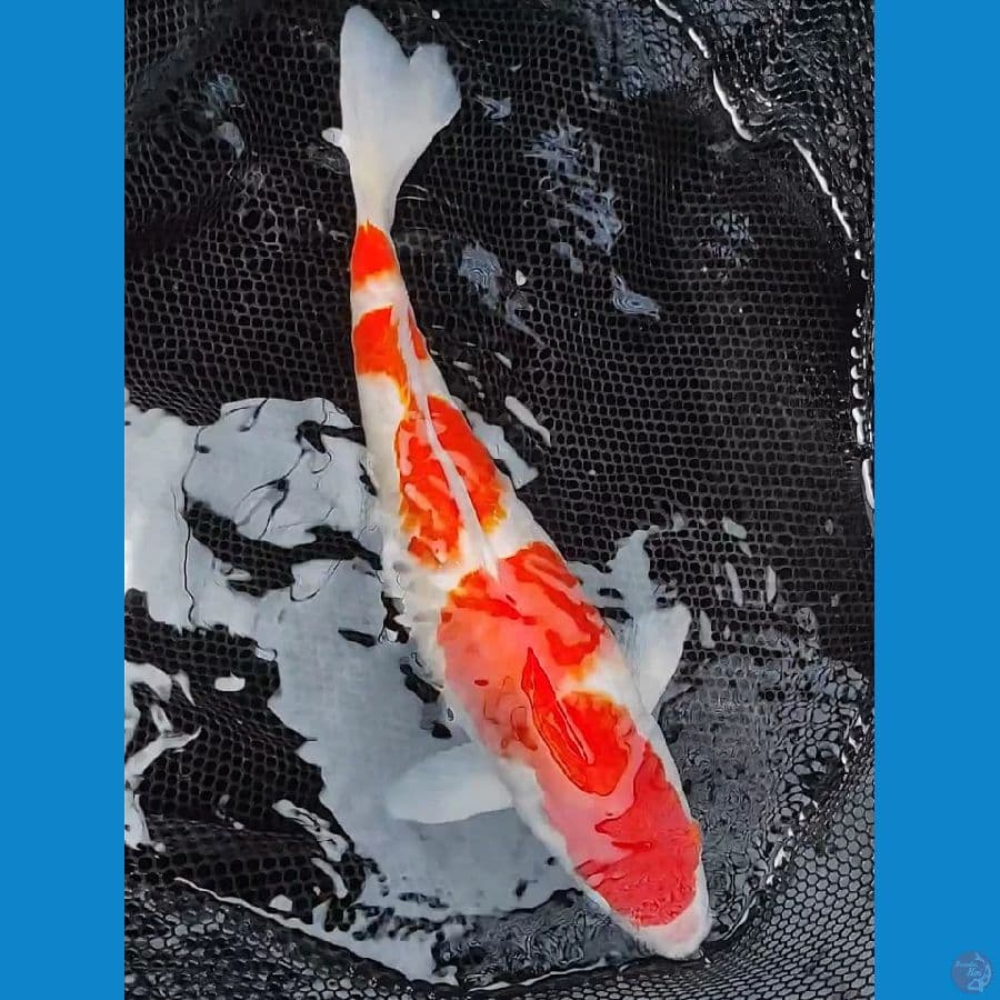 Kohaku 40Bu