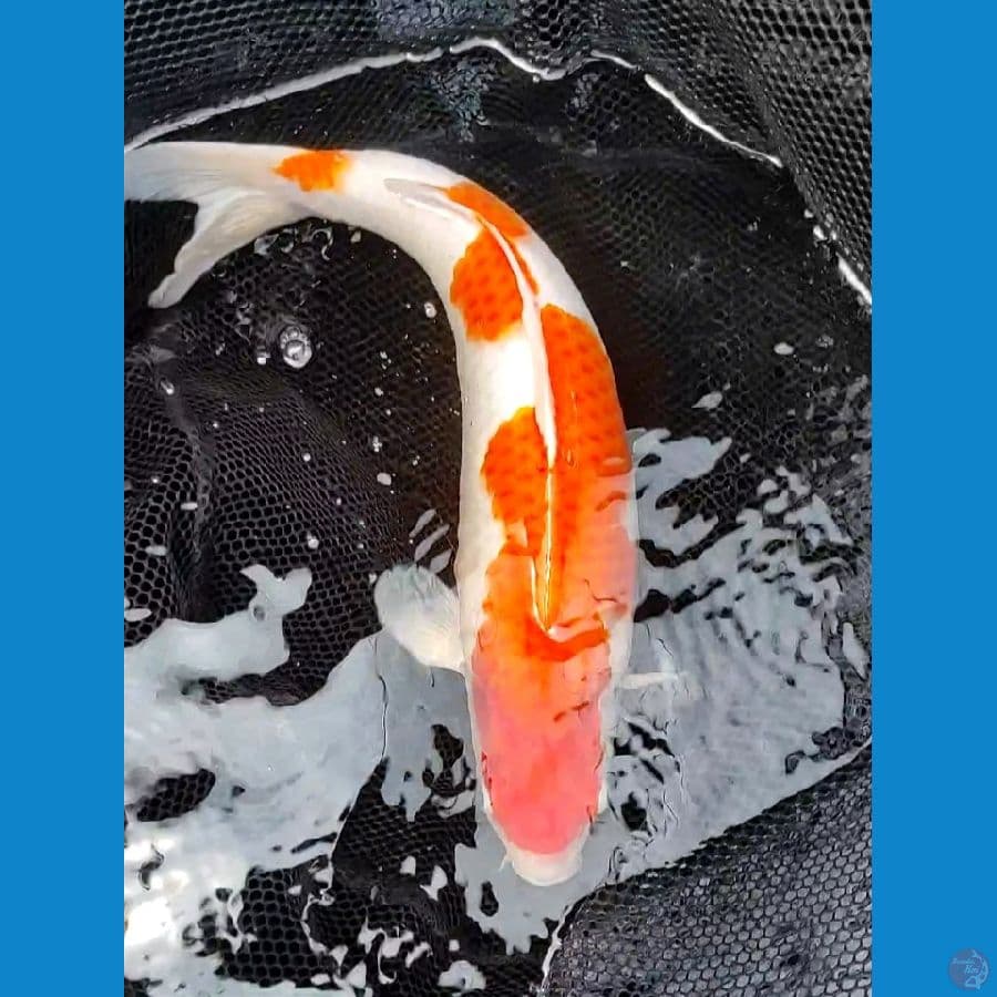 Kohaku 45cm / Fm