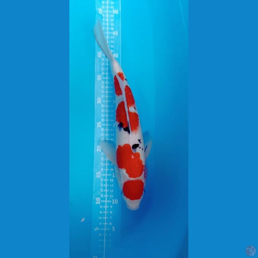MARUTEN SANKE 37CM//GANDER:uncek