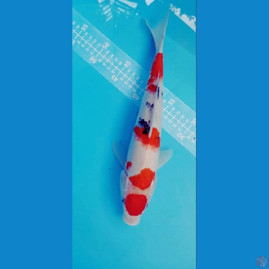 SANKE 35CM