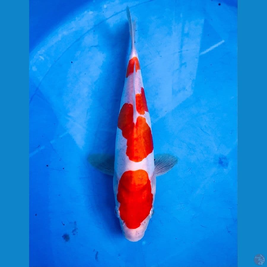 kohaku doitsu 24cm