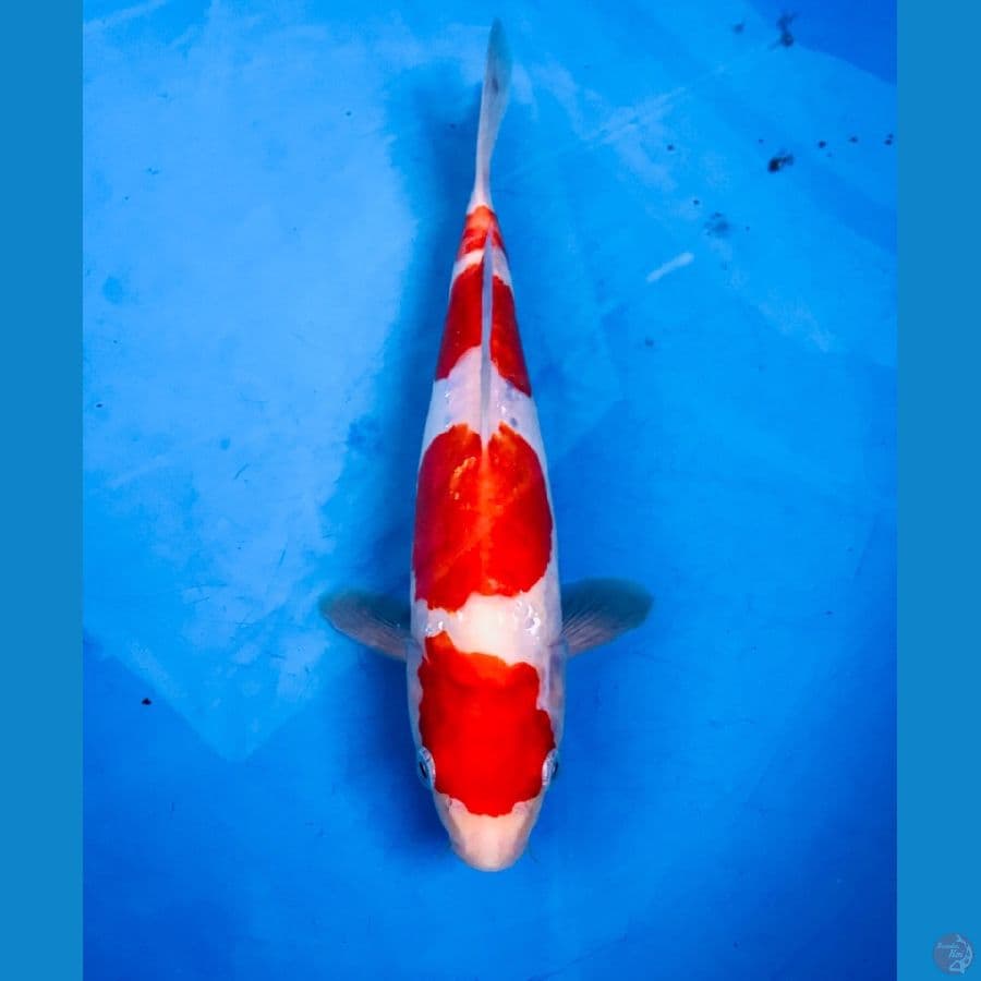 kohaku doit 24cm