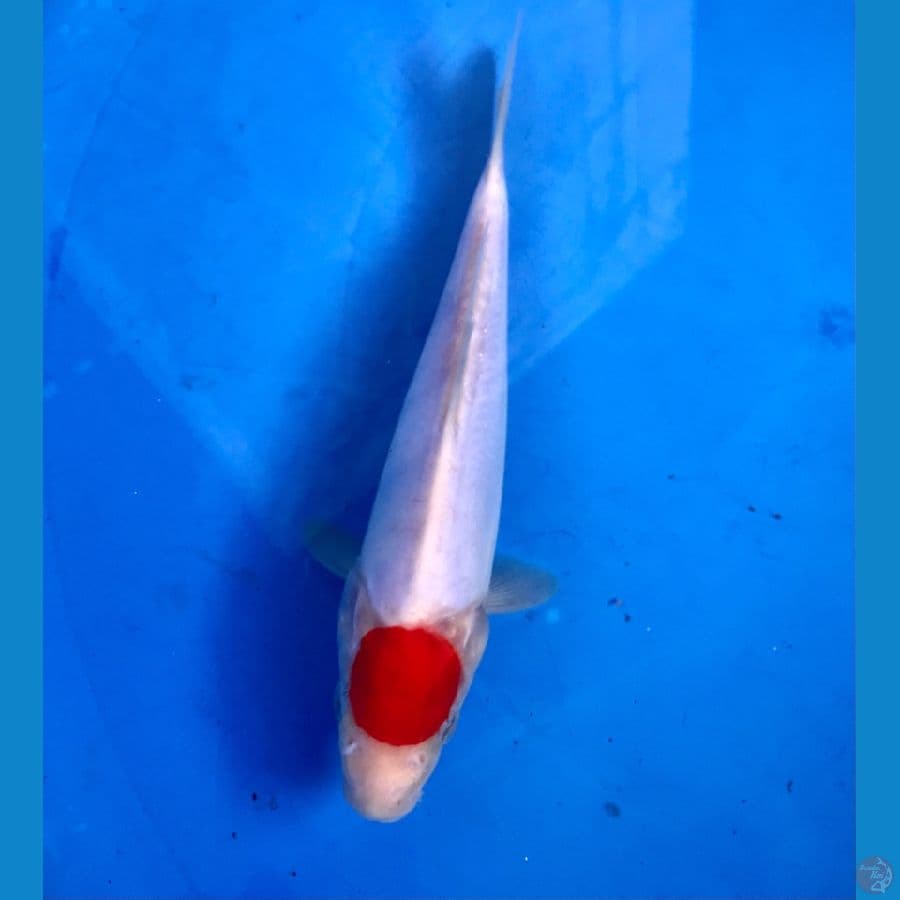 tancho kohaku doit 20cm