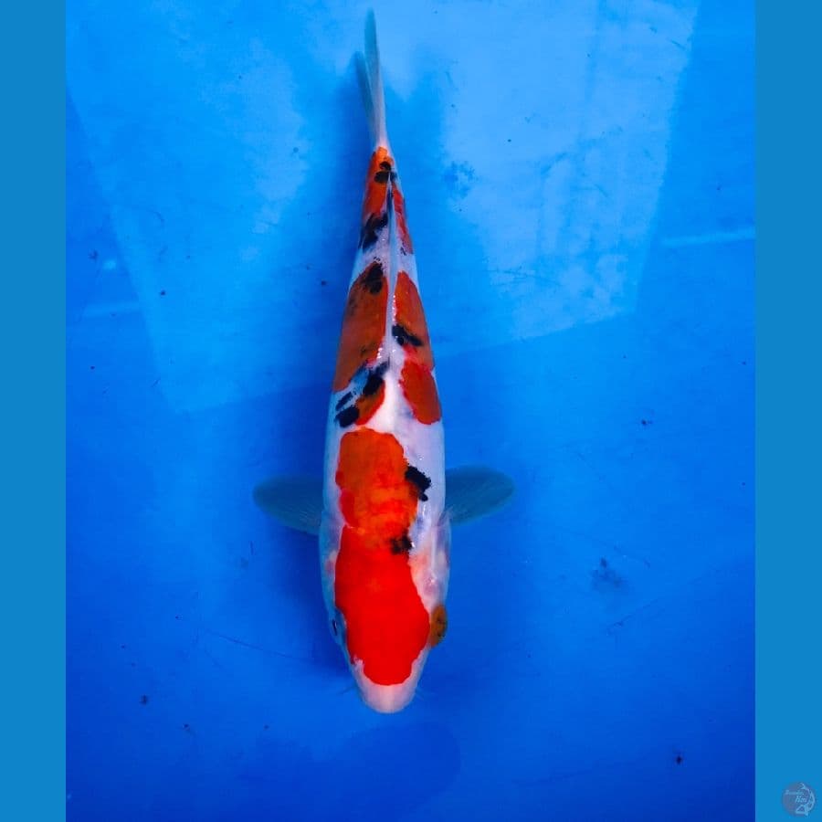 sanke doitsu 20cm