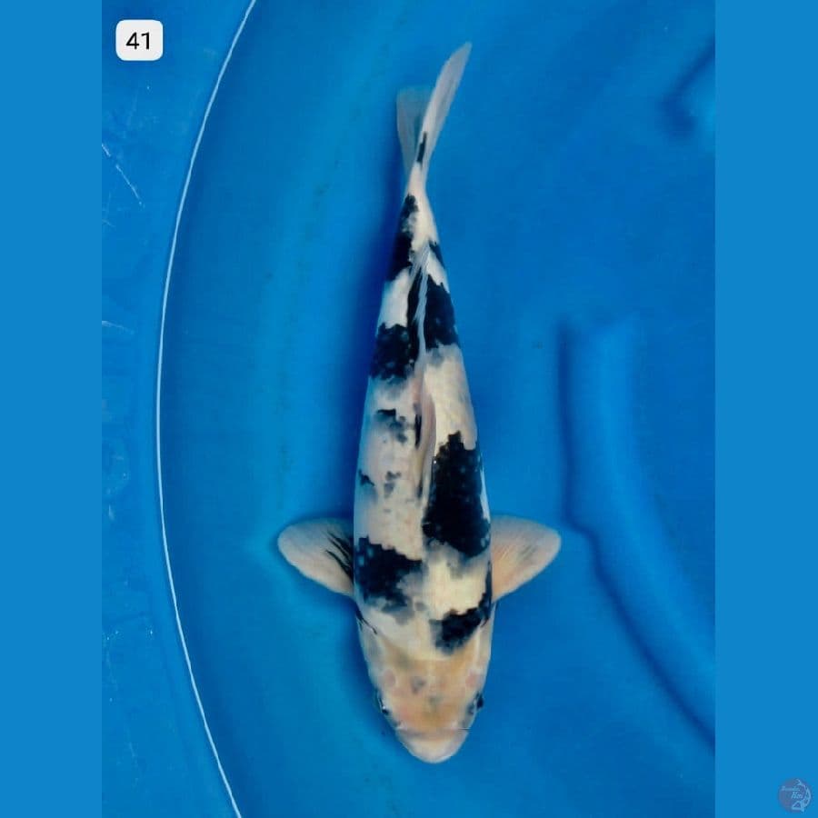 Siro 41cm male F1 