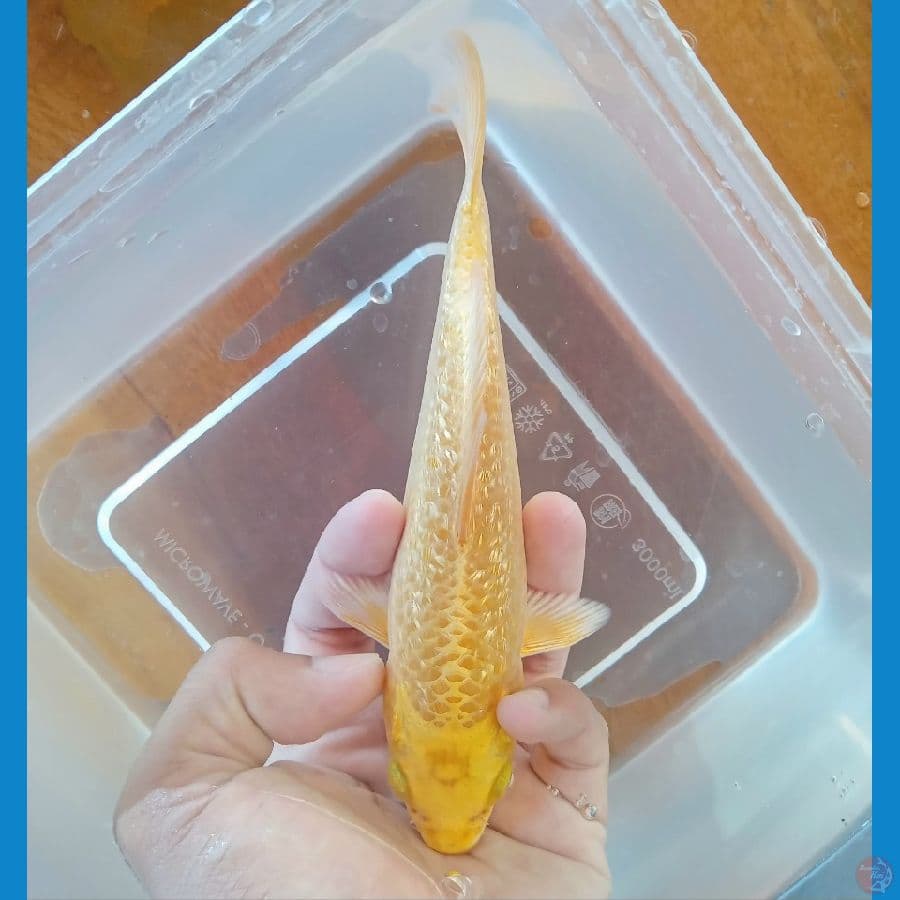 YAMABUKI OGON GINRIN PADAT 17CM