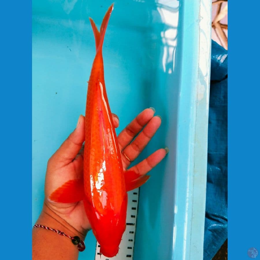 benigoi tembos perut 26cm