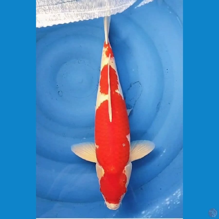 kohaku jantan 55cm