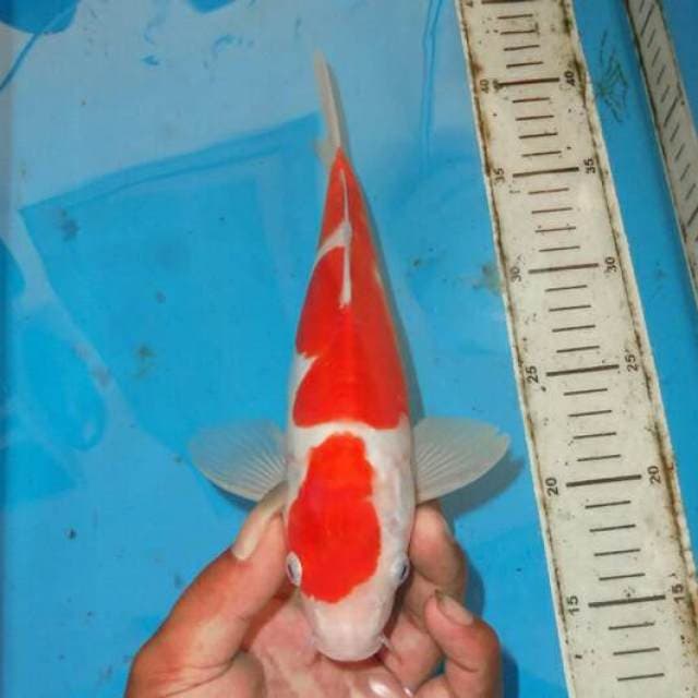 KOHAKU