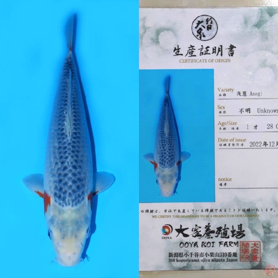 OOYA ASAGI SQ 37CM
