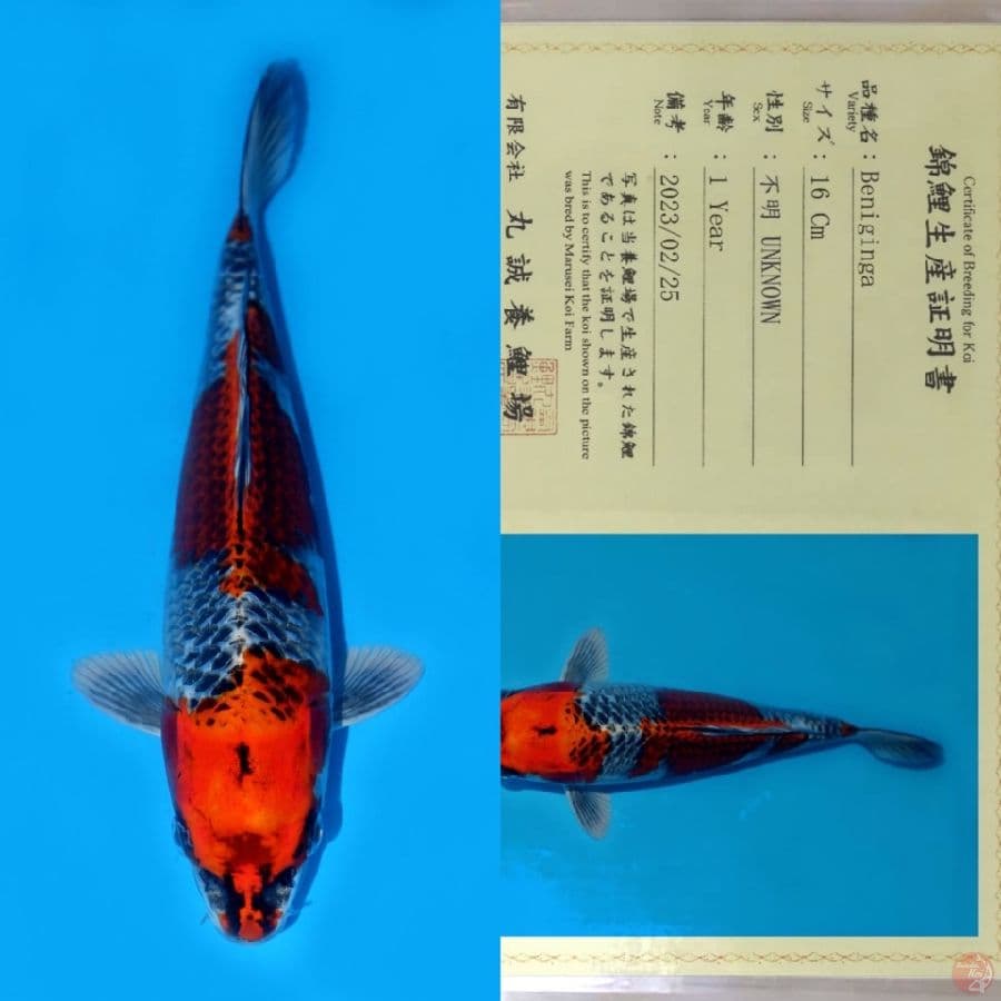 MARUSEI BENIGINGA SQ 27CM