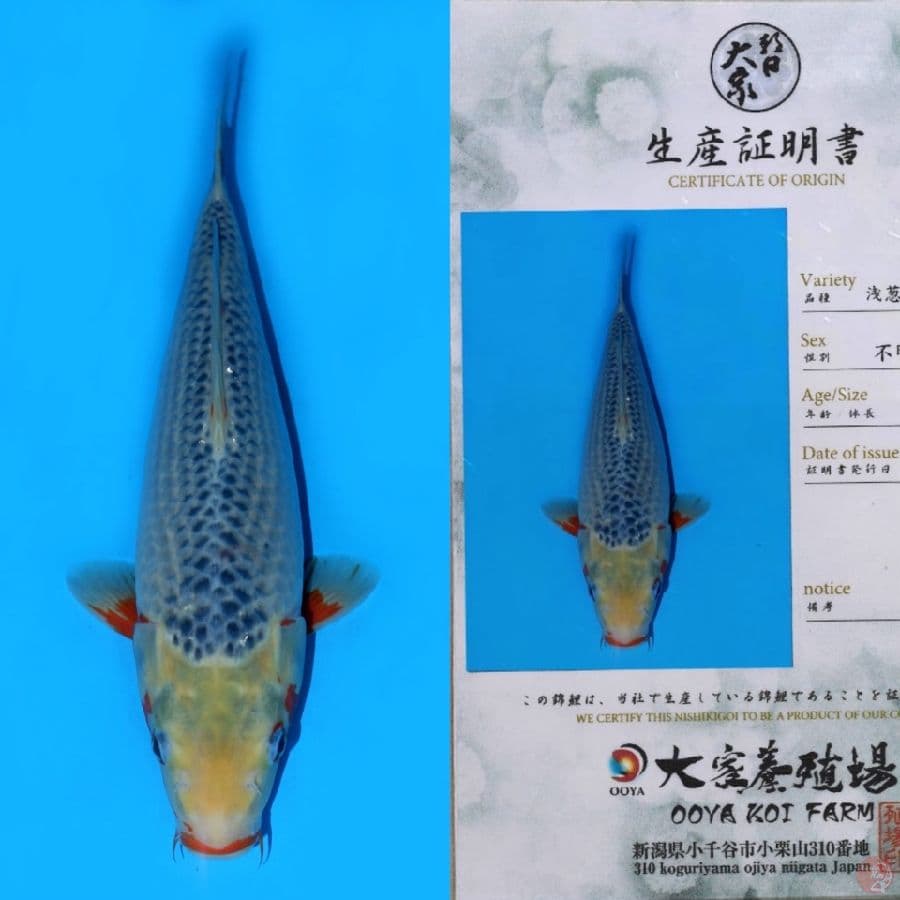 OOYA ASAGI SQ 40CM