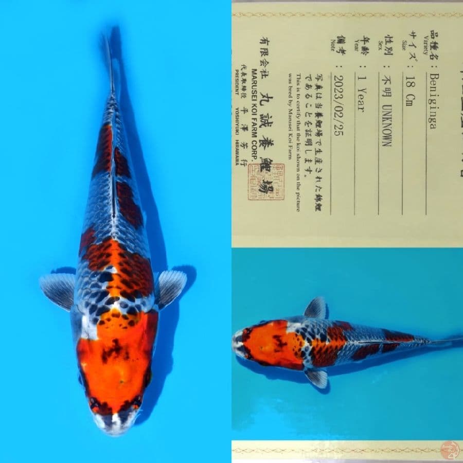 MARUSEI BENIGINGA SQ 30CM