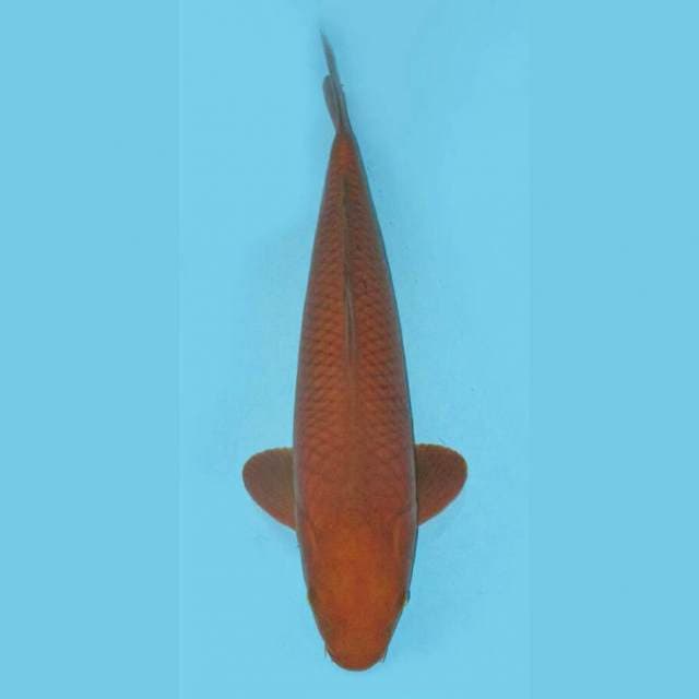 CHAGOI JINAK