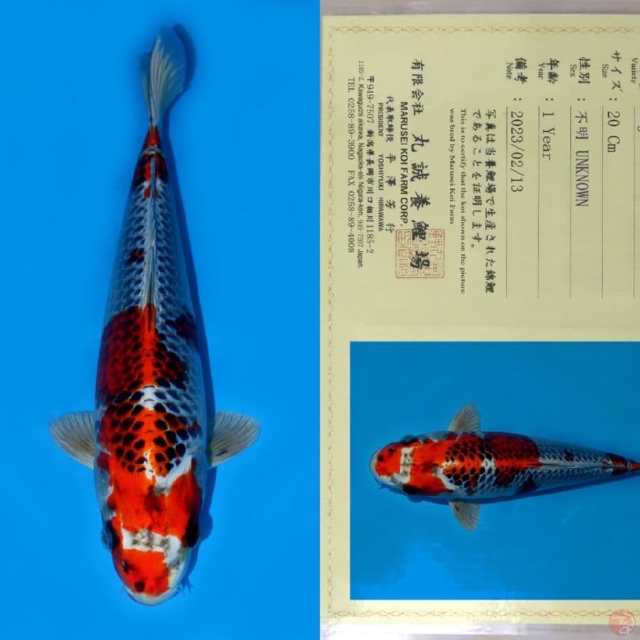 MARUSEI KUJAKU HQ 33CM