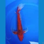 caramel kumpay 44 cm