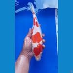 Kohaku