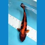 Jumbo KinShowa 50CM 
