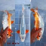 Bahan Keep Asagi 33 Male