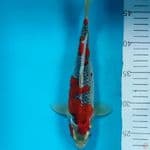 Goshiki sigure strong.. 25cm. male