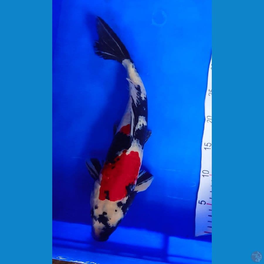 showa merahnya strong 40 cm