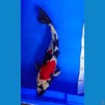 showa merahnya strong 40 cm