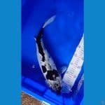 kiko 40 cm