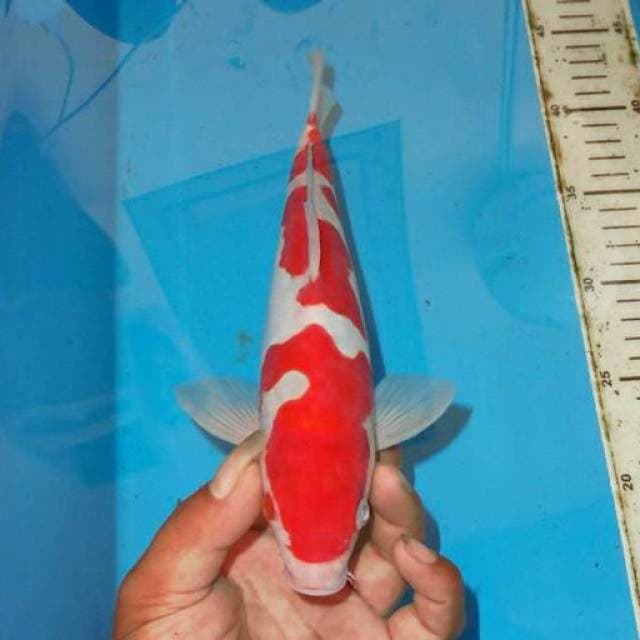 KOHAKU ISTIMEWA