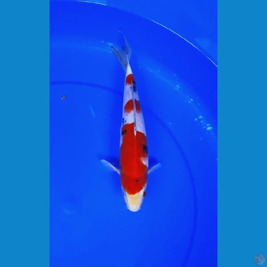 hq 30cm