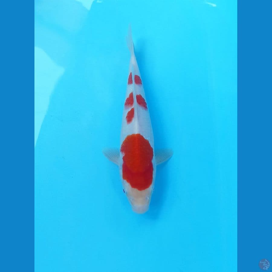 Kohaku 24cm