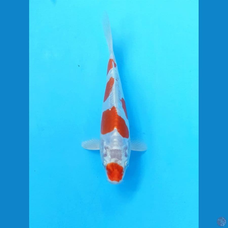 Kikushui 16cm