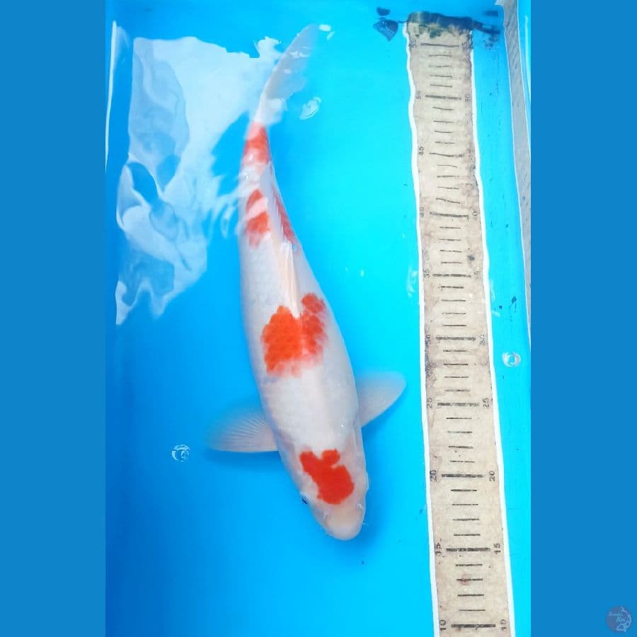 Kohaku 36cm