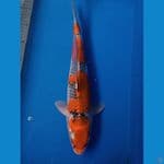Goshiki 39 cm joss