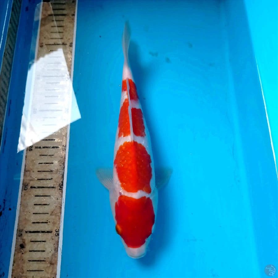 kohaku, 28 cm