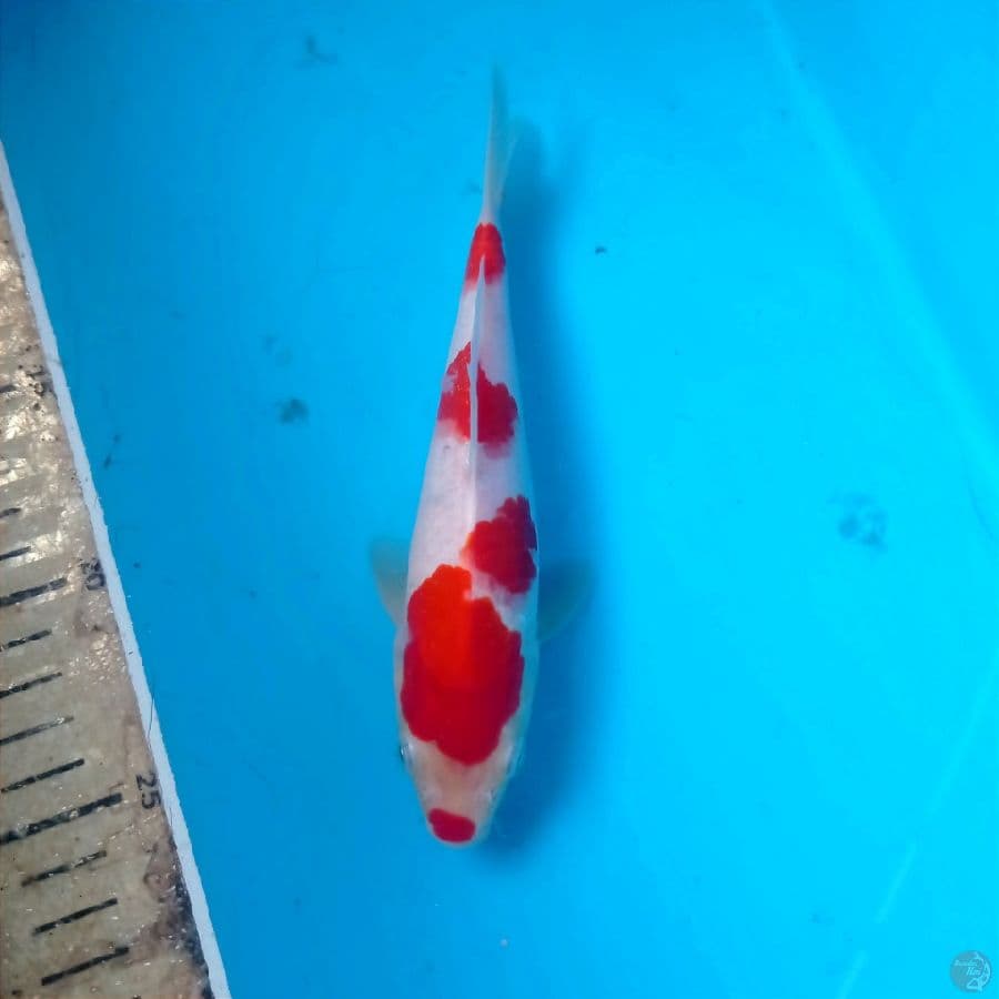 kohaku, 17 cm