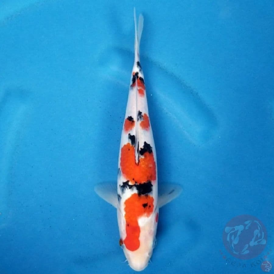SANKE 29 CM
