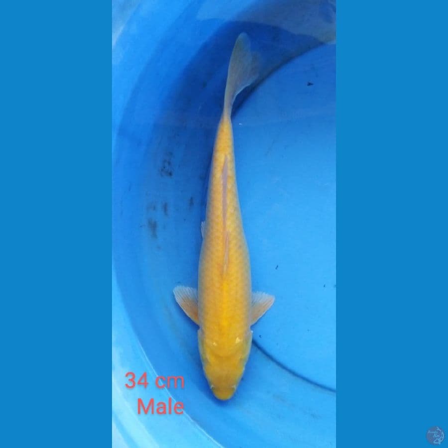 karashi jantan mata merah 34 cm