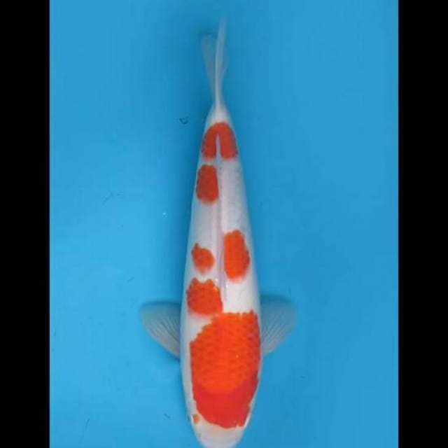 37cm Female - Kohaku F1 Original