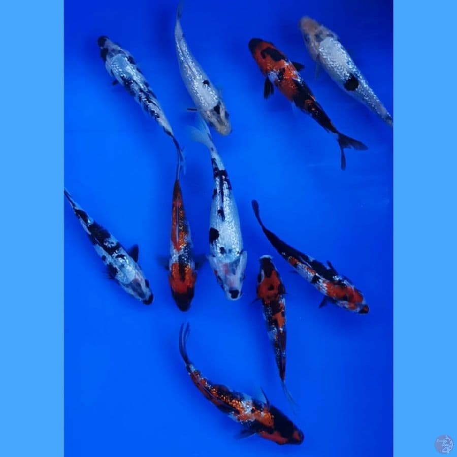 ginrin 15 cm