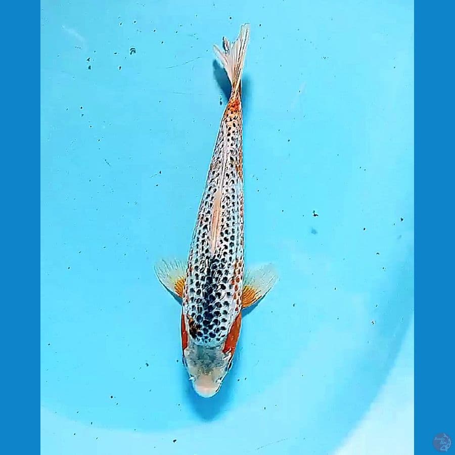29 cm ASAGHI GINRIN