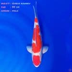 1.35cm Ginrin Kohaku male body bagus