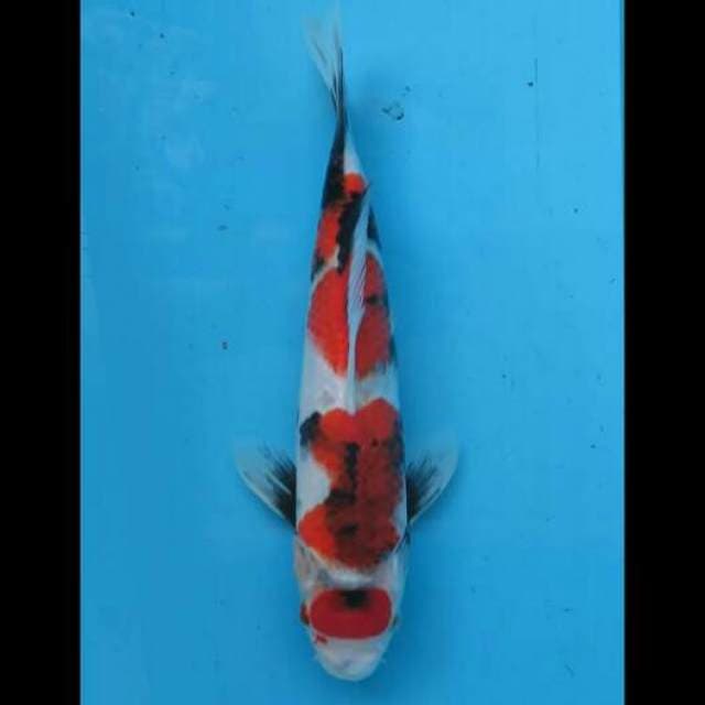 32cm Male - Maruten Showa Koleksi