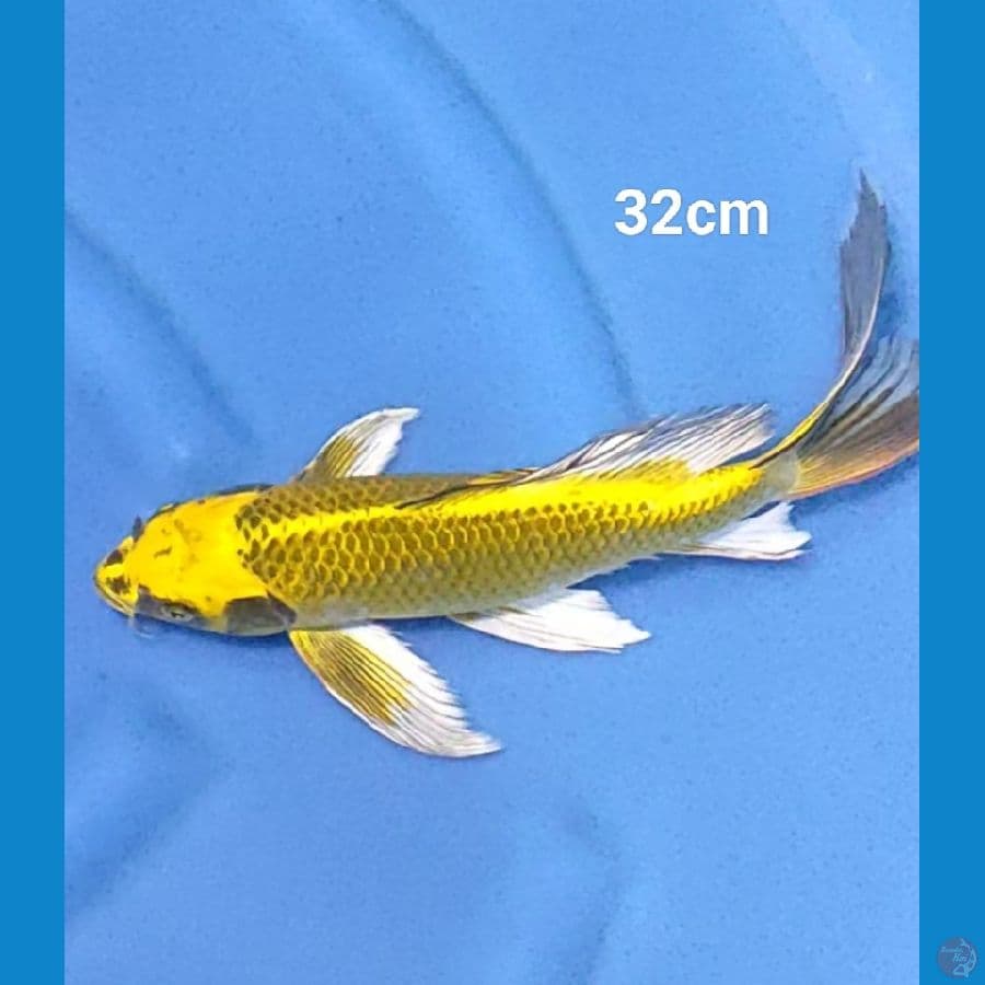 Kumpay akamatsuba 32cm