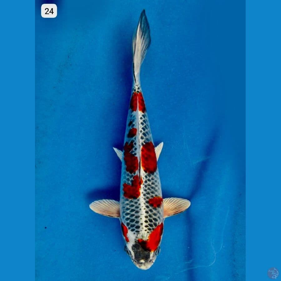 red kujaku 24cm